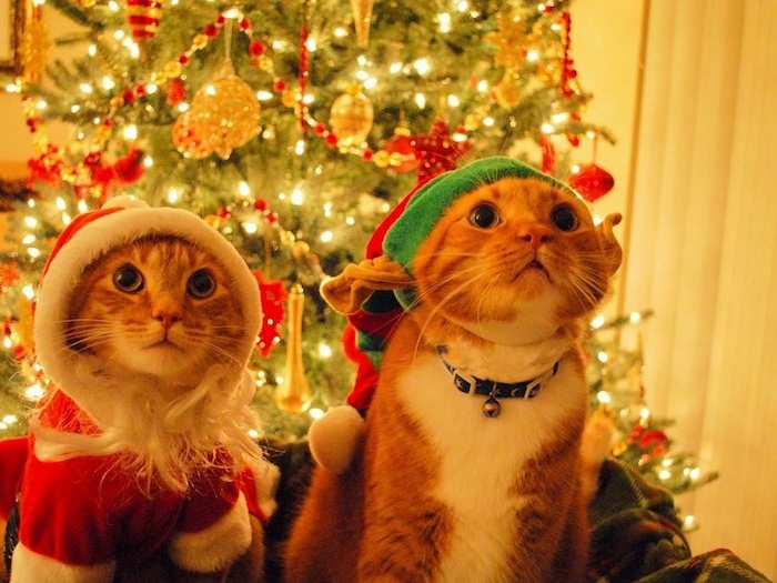 zwei Katzen mit großen Augen als Zwerg und Weihnachtsmann verkleidet - schöne Weihnachtsbilder