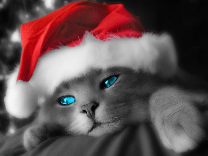 graue Katze mit blauen Augen und Weihnachtsmannmützen in blauen Hintergrund - lustige Bilder zu Weihnachten