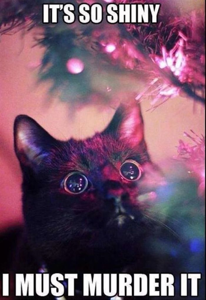die Katze sieht wie hypnotisiert den Tannenbaum - lustige Weihnachtsgrüße