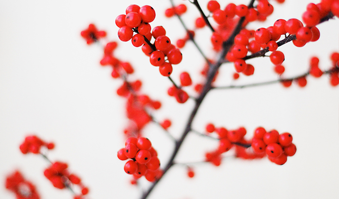 schwarzer Mistelzweig mit vielen kleinen roten Früchten, Schnee-hintergrund