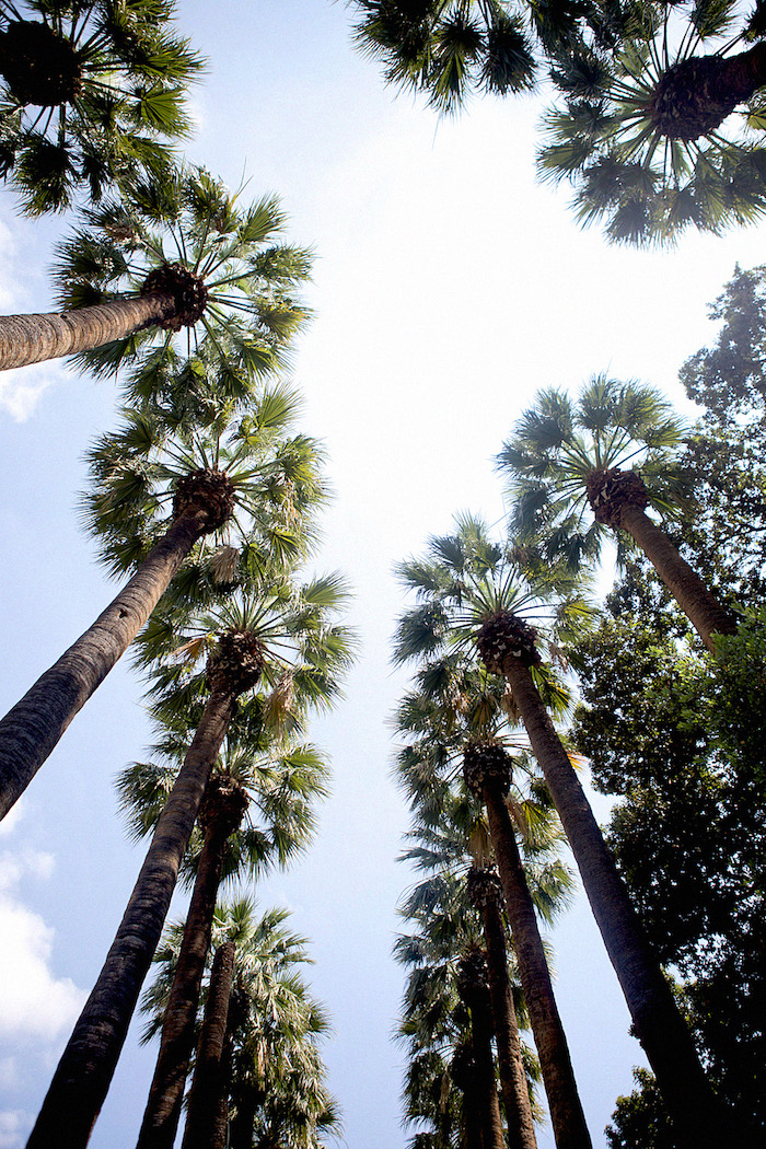 griechenland hauptstadt palmen hohe bäume himmel wolken braun grün farben der natur blauer himmel