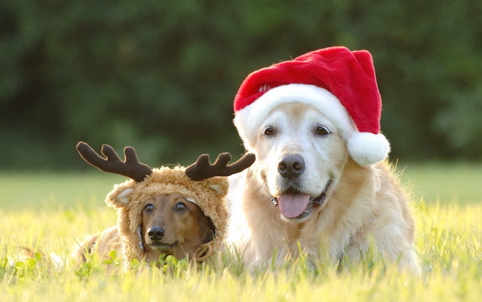Weihnachtsbilder - zwei Hunde mit lustigen Mützen wie Weihnachtsmann und Rentier