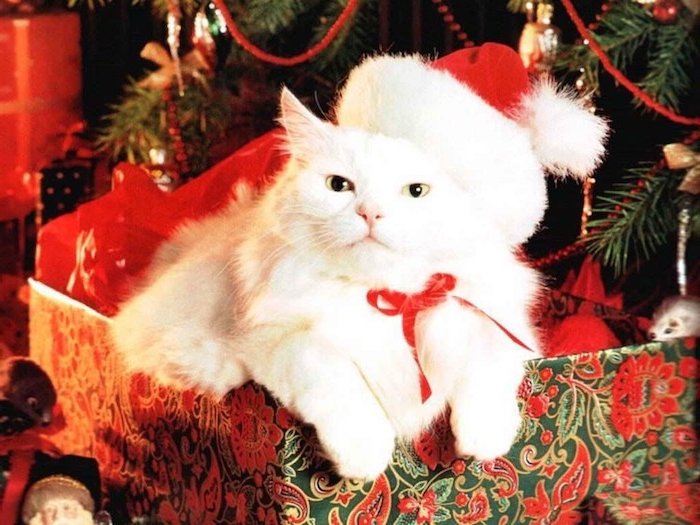 eine niedliche weiße Katze mit Weihnachtsmannmütze in einem Geschenk - lustige Weihnachtsgrüße