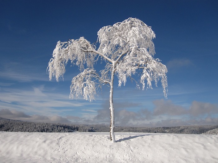 romantische winterbilder - ein blauer himmel mit grauen und weißen wolken und ein baum mit schnee