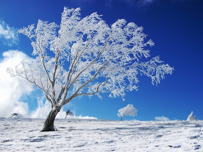 schnee und ein blauer himmel mit weißen wolken - ein weißer baum mit schnee
