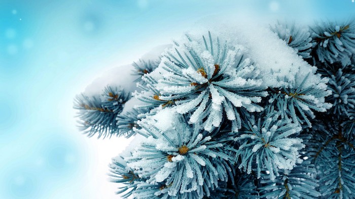 winterbild mit einem baum mit schnee und schneeflocken - romantische winterbilder