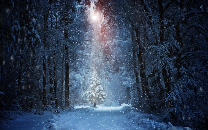 ein wald mit vielen bäumen mit . schnee und einem tannenbaum - schöne winterbilder