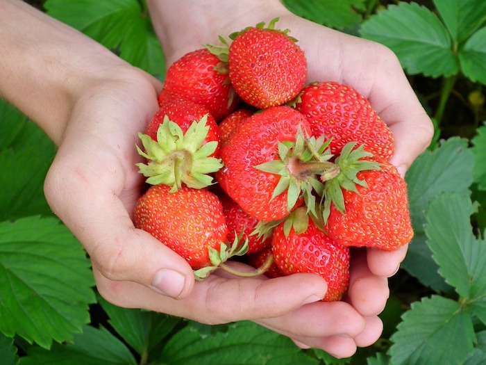Garten- und Balkongestaltung - frische Erdbeeren zum Genießen