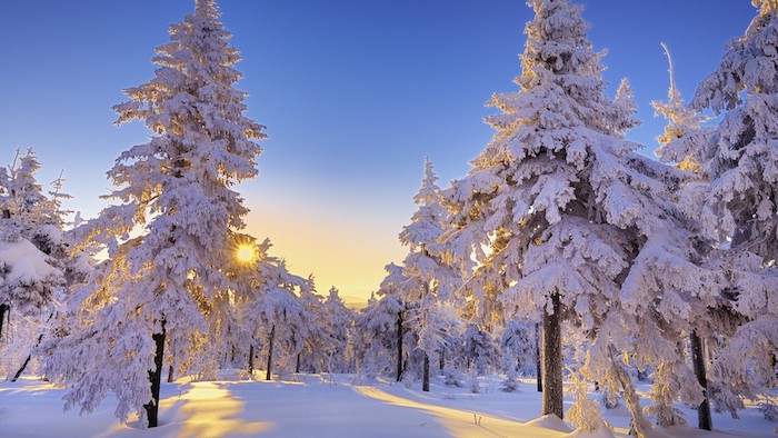 ein wald mit weißen bäumen mit schnee im sonnenuntergang - ein blauer himmel und sonne - romantische winterbilder