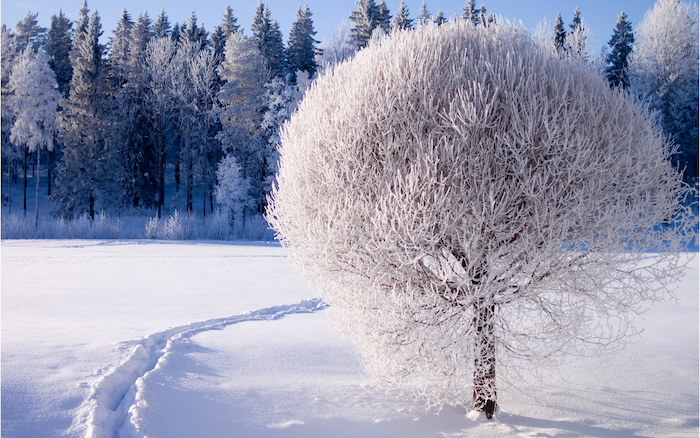 ein weißer baum mit schnee - ein wald mit vielen bäumen - schönes winterbilld