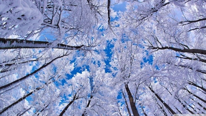 ein blauer himmel - ein wald mit großen weißen bäumen mit schnee