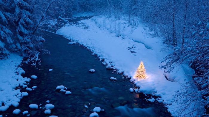ein wald mit bäumen und einem tannenbaum und fluss in der nacht - schöne winterbilder