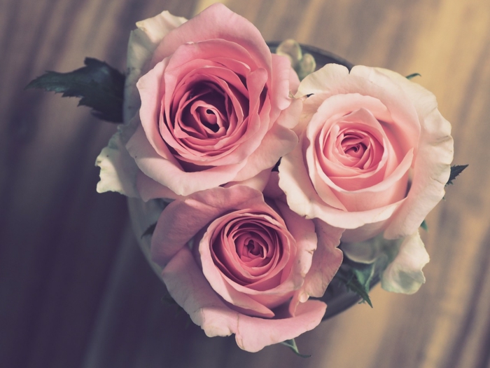 drei Rosen, Bilder zum Valentinstag, rosa Blumen in der Form von Herz