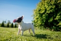 Hundespielzeug selber machen: 9 Schritt-für-Schritt Anleitungen und viele Ideen