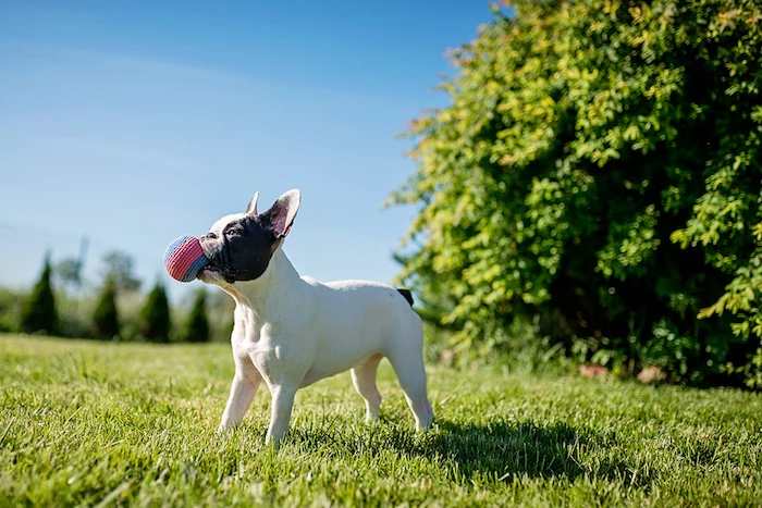 spielzeug hund, buldogge mit selbstgemachtem spielzeug in bau und rot, kleiner ball