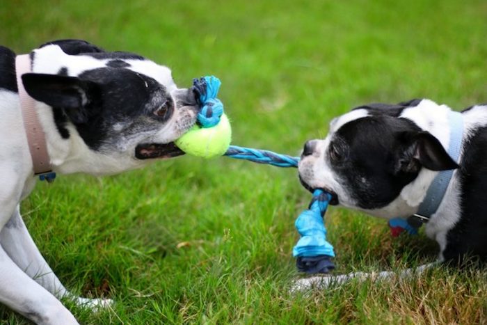 hundespielzeug ball, zwei hunde mit kauspielzeug aus stoff und tennisball