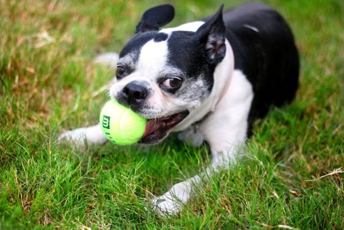 hundespielzeug ball, kleiner hund mit tennisball, hundespiele, wasserspielzeug hund