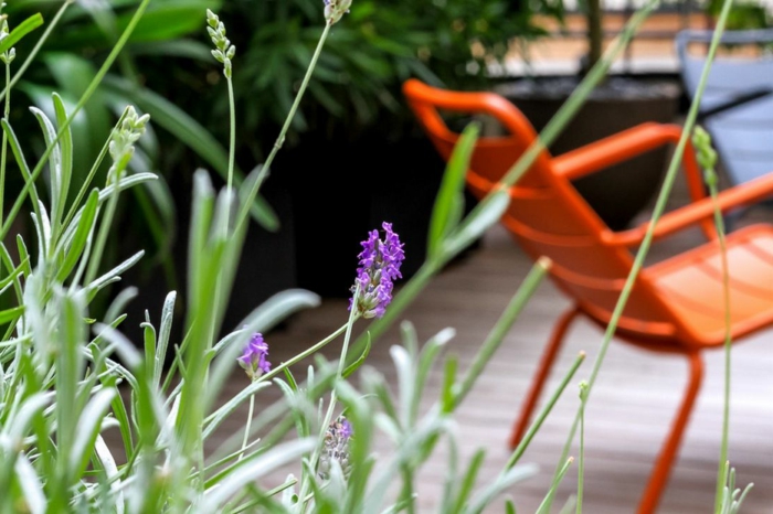 Lavender auf der Terrasse mit roter und blauer Stuhl, Terrasse bepflanzen