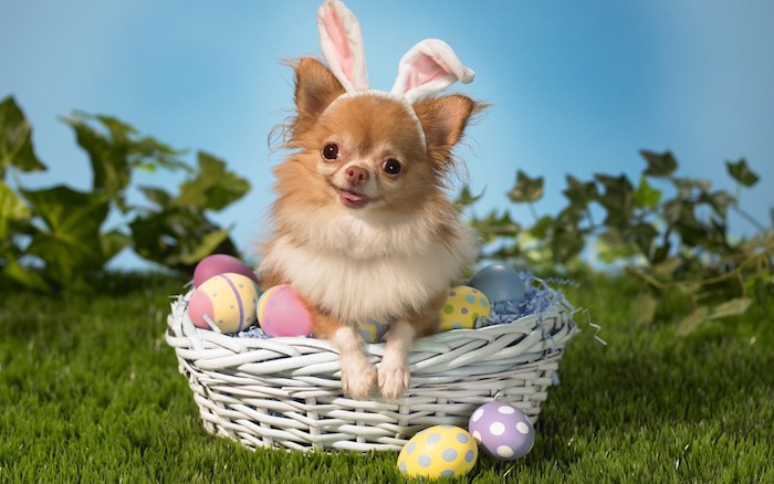 ein weißer korb mit vielen gefärbten gelben, violetten, pinken und blauen ostereiern, lustige osterbilder, ein kleiner brauner hund mit schwarzen augen und weißen hasenohren, 