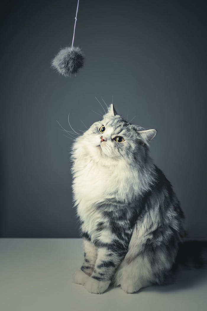 graue katze mit langen weißen schnurrhaaren, einer pinken nase, ein lustiges katzenbild, ein kleines graues katzenspielzeug und eine katze