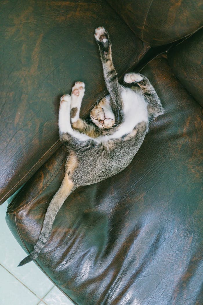 ein lustiges katzenbild mit einem grünen sofa und einer grauen schlafenden katze mit einem langen grauen schwanz,