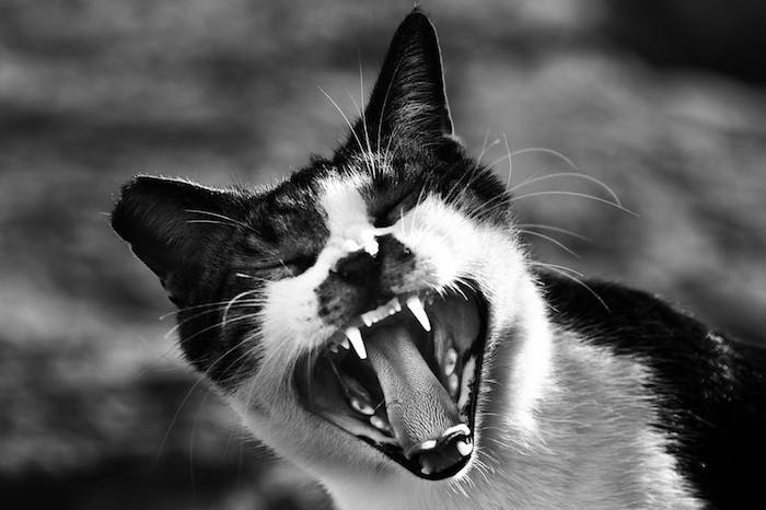 ein schwarz-weißes lustiges katzenbild mit einer weißen katze mit weißen zähnen einer schwarzen nase und langen weißen schnurrhaaren und schwarzen ohren, lustiges katzenbild mit einer schrecklichen katze