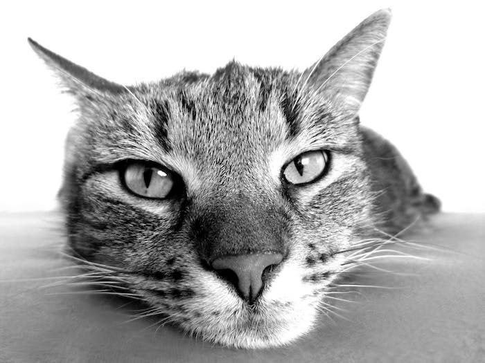 eine große graue katze mit langen weißen schnurrharen und einer kleinen grauen nase, lustige katzenbilder kostenlos herunterladen