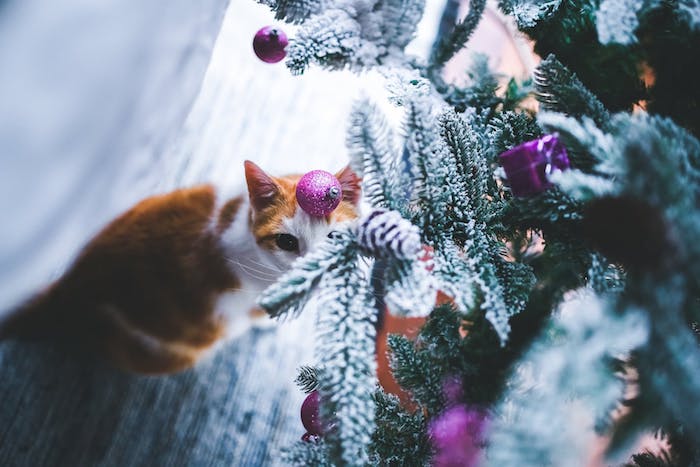 eine orange kleine katze mit langen weißen schnurrhaaren und schwarzen augen und ein tannenbaum mit schnee und einem violetten weihnachtsschmuck