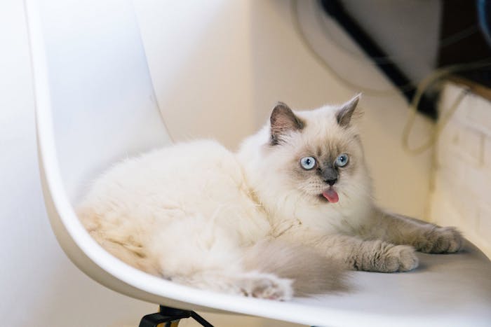 ein lustiges katzenbild mit einem großen weißen stuhl und einer großen weißen katze mit blauen augen und zwei grauen ohren und langen weißen schnurrhaaren