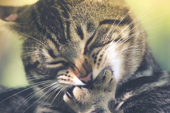 eine schlafende große graue katze, lustige katzenbilder kostenlos herunterladen, eine katze mit langen weißen schnurrhaaren, einer kleinen pinken nase
