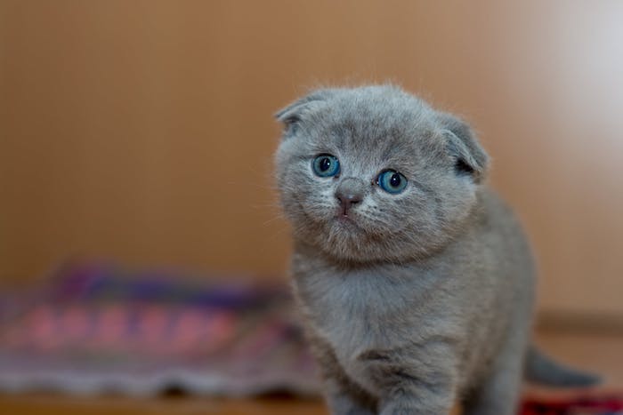 ein katzenbild mit einer grauen kleinen niedlichen kate mit blauen augen und langen weißen schnurrhaaren und einem grauen schwanz