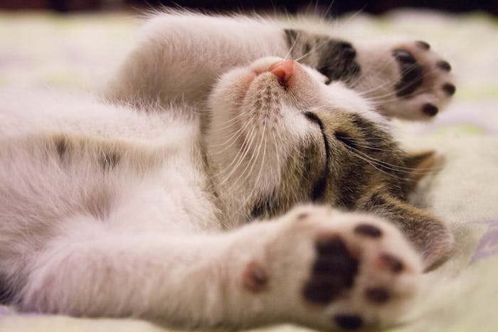 niedliche kleine schlafende katze mit einer pinken nase, schöne katzenbilder, eine schlafende katze mit langen weißen schnurrhaaren