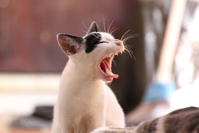 niedliche weiße gähnende katze mit zwei schwarzen ohren und mit weißen zähnen und langen weißen schnurrhaaren, katzenbilder lustig kostenlos herunterladen