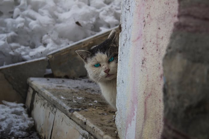 eine treppe aus holz, eine schreckliche weiße katze mit zwei blauen augen und einer kleinen pinken nase und mit weißen schnurrhaaren, katzenbilder lustig 