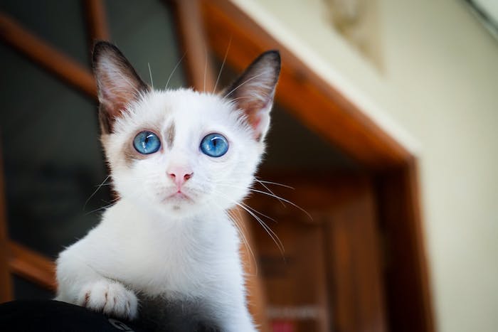 eine kleine weipe katze mit einer kleinen pinken nase und mit blauen augen und langen weißen schnurrhaaren und ein fenster aus holz, katzenbilder lustig