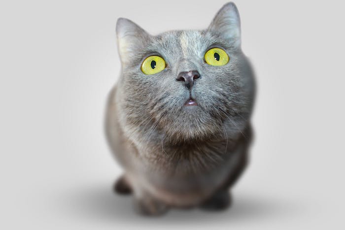 eine große graue katze, lustige katzenbilder kostenlos, eine katze mit einer schwarzen nase, zwei großen augen und langen weißen schnurrhaaren 