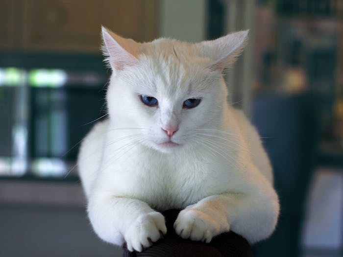 schreckliche große weiße katze mit einer kleinen pinken nase, zwei blauen augen und langen weißen schnurrhaaren, schöne katzenbilder mit sprüchen