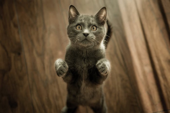 1001 Lustige Katzenbilder Und Katzenspruche