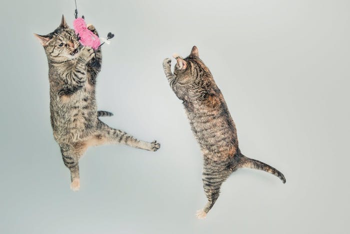 ein kleines pinkes spielzeug, witzige katzenbilder, zwei graue katzen im sprung, lustige katzenbilde kostenlos