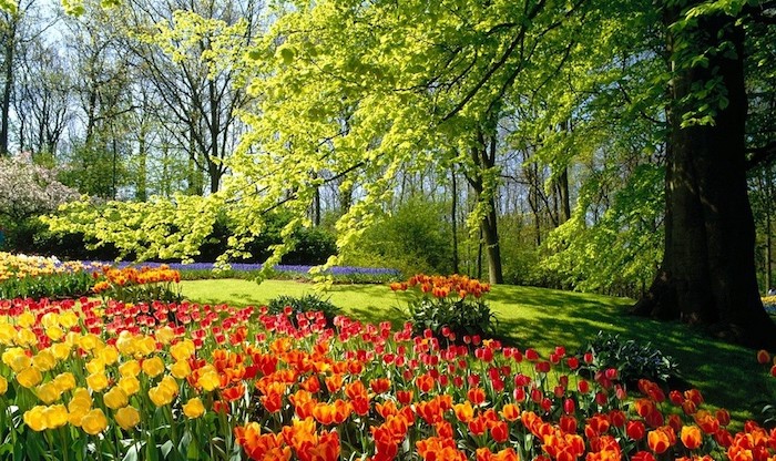 garten ideen, großer baum, grüner gras, orangen und roten tulpen, natur, landschaft