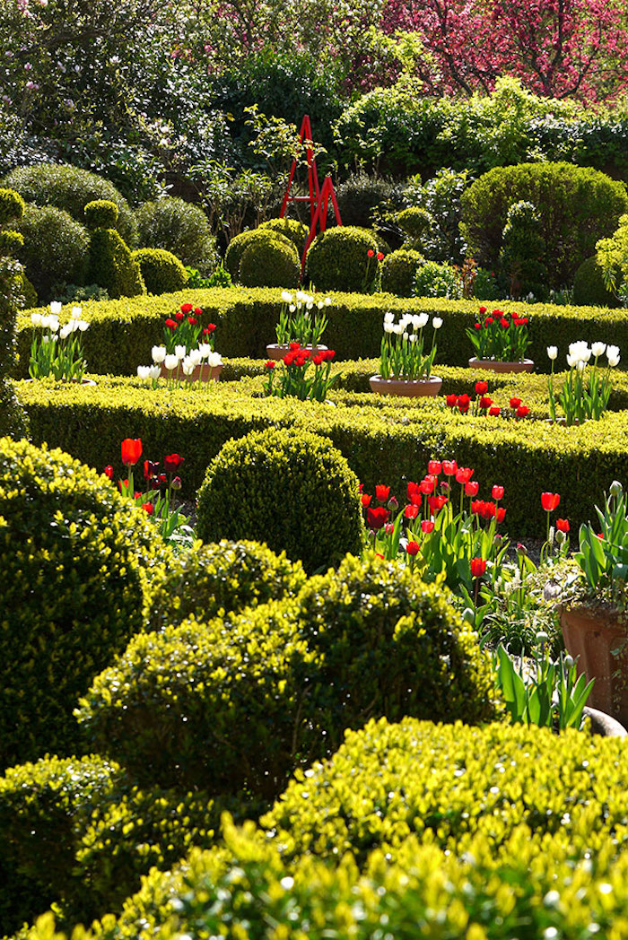 deko ideen garten, rote und weiße tulpen, labyrinth aus büschen, gartenpflanzen