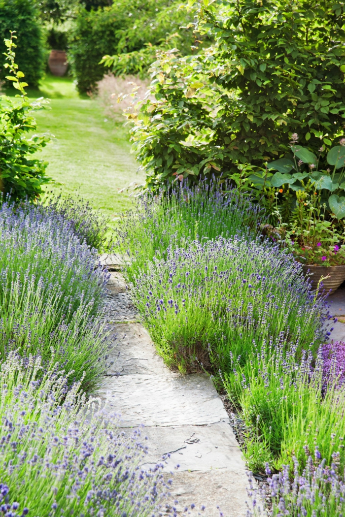 Lavender, Gartenweg aus Steinen, Rasen in Hintergrund, günstige Gartengestaltung Ideen