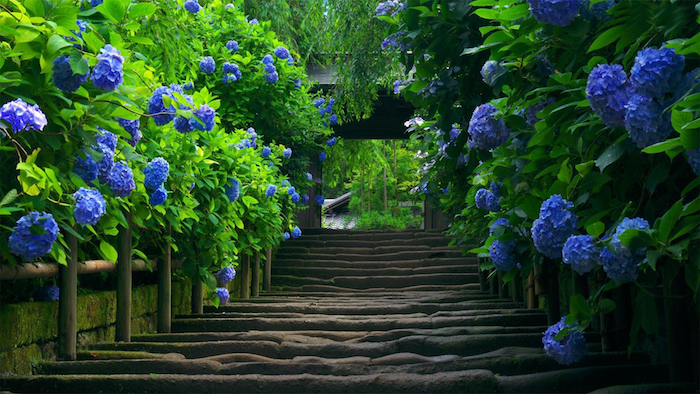 gartengestaltung beispiele, tunnel mit blauen hortensien, pfad, gartenpflanzen, natur