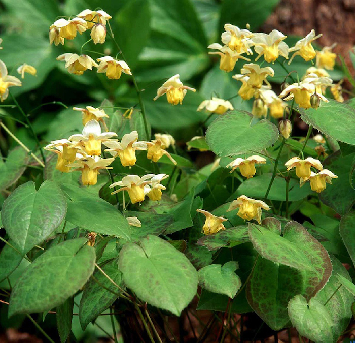 ein garten mit vielen kleinen gelbben bodendecker pflanzen, einen garten gestalten, kleine gelbe elfenblumen epimedium mit grünen blättern, bodendecker schatten