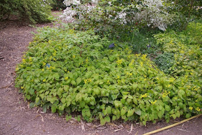 ein kleiner gartenweg und viele kleine gelbe epimedium elfenblumen mit grünen blättern, einen garten gestalten, bodendecker pflanzen