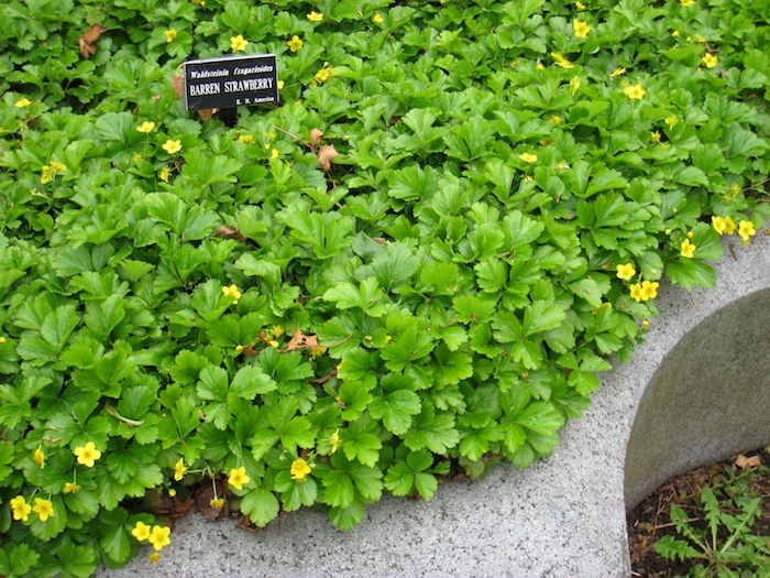 waldsteinia ternata bodendecker pflanzen, viele kleine gelbe bodendecker pflanzen mit grünen blättern, einen kleinen garten gestalten, bodendecker schatten