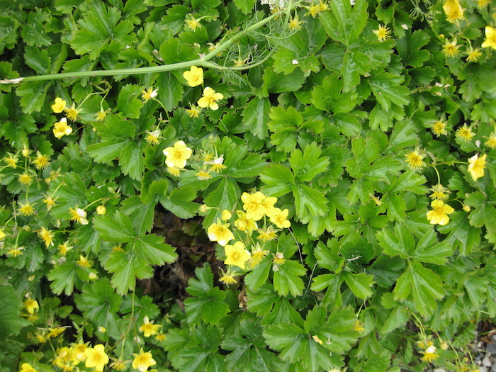 Waldsteinia fragarioides, viele kleine gelbe bodendecker pflanzen mit grünen blättern, blhende bodendecker, garten ideen