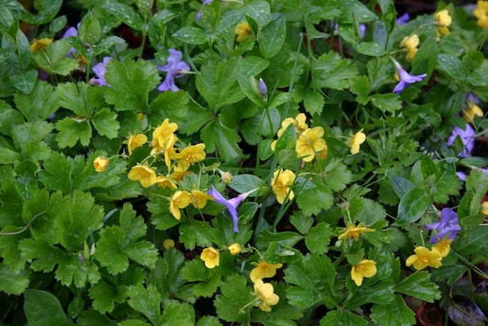 Waldsteinia fragioides, ein kleiner garten mit vielen gelben und violetten kleinen blumen mit grünen blättern, bodendecker schatten, garten ideen