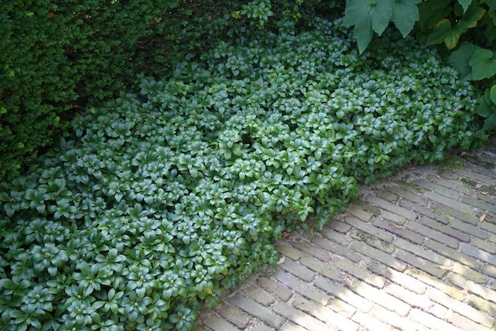 ein gartenweg und viele kleine grüne bodendecker pflanzen mit grünen blättern, ein japanischer ysander pachysandra 