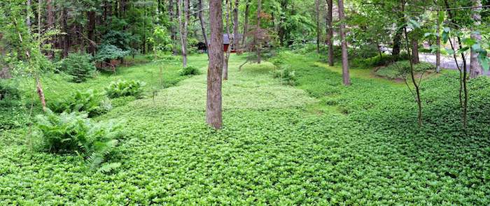 ein garten mit vielen kleinen grünen bodendecker pflanzen, pachysander japanischer ysander mit grünen blättern, einen garten gestalten ideen